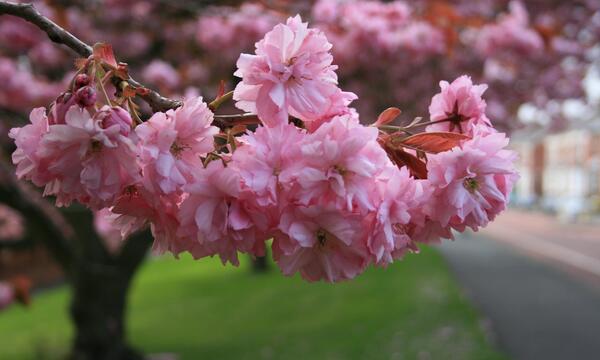 عکس شکوفه پارچه ای