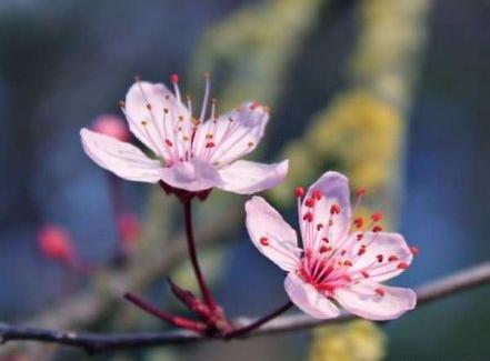 عکس شکوفه پارچه ای