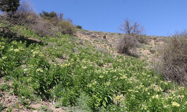 عکس کلاه پشمی گرمه خراسان شمالی