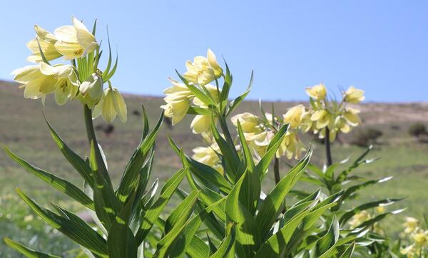 عکس کلاه پشمی گرمه خراسان شمالی