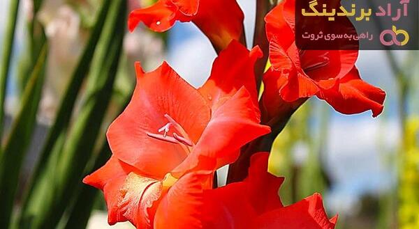 عکس دسته گل گلایل