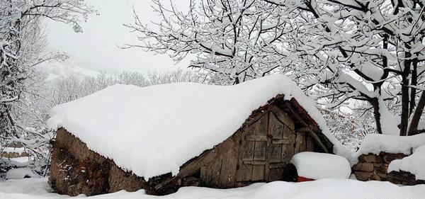 عکس جنگل برفی