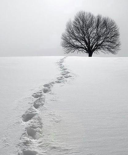 عکس جنگل برفی