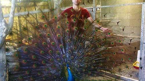 عکس جوجه ی طاووس