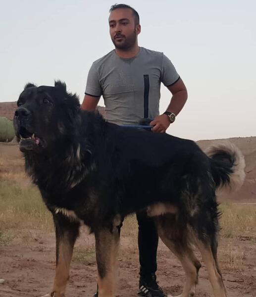 عکس سگ سرابی قطار