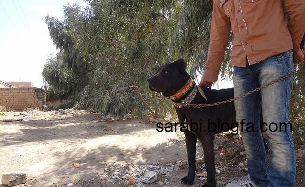 عکس سگ آدم خوار ایران