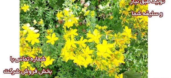 عکس علف چای