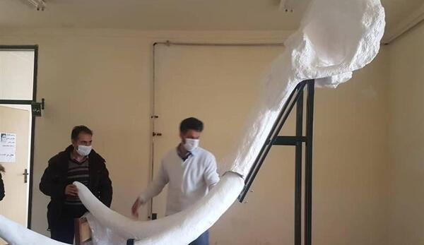 عکس ماموت واقعی در ایران