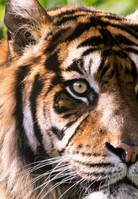 عکس زمینه گوشی جنگل