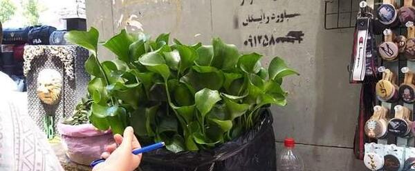 عکس اسلایم سرطان زا