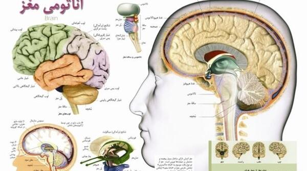 عکسی از آناتومی بدن انسان