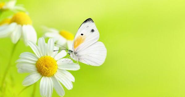 عکس پروانه طبیعی