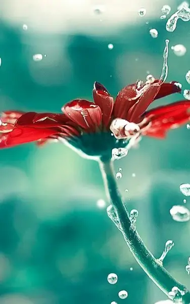 عکس گل با ذکر صلوات