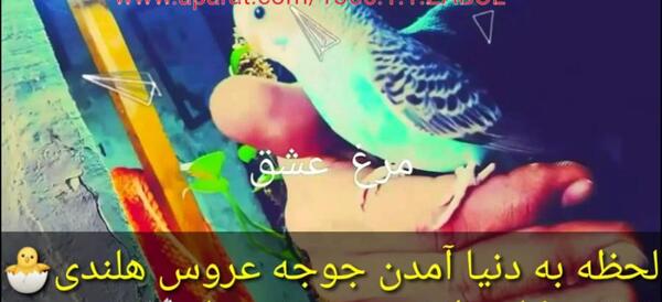 عکس جوجه عروس هلندی تازه به دنیا آمده