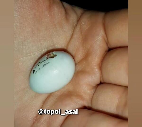 عکس جوجه عروس هلندی تازه به دنیا آمده