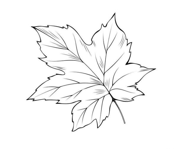 عکس گاو برای نقاشی