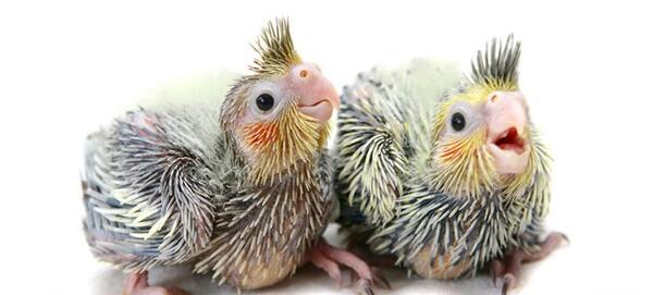 عکس بچه عروس