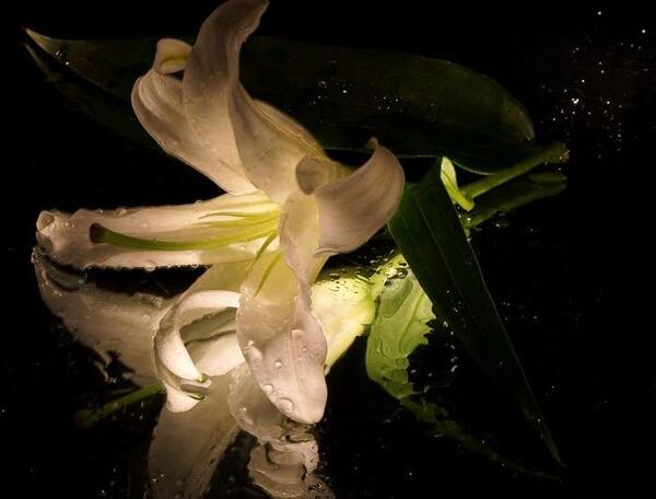 عکس نوشته ای گل تازه داریوش