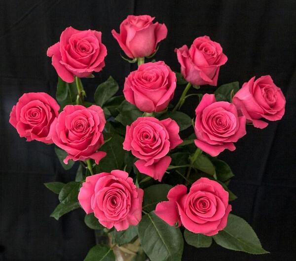 عکس نوشته ای گل تازه داریوش