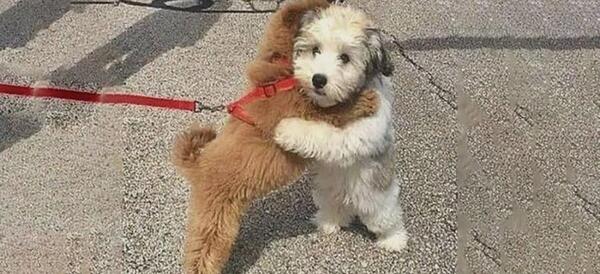 عکس پامرانین سفید