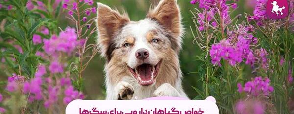 عکس پامرانین سفید