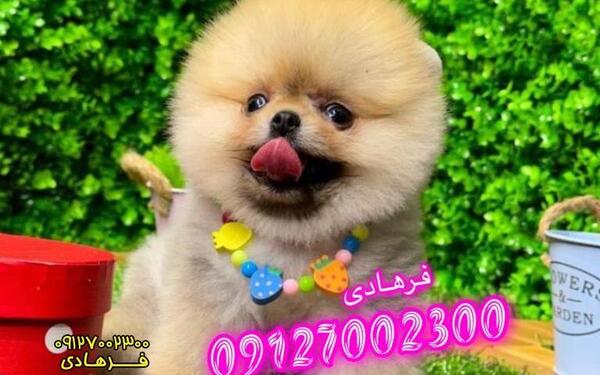 عکس پامرانین سفید