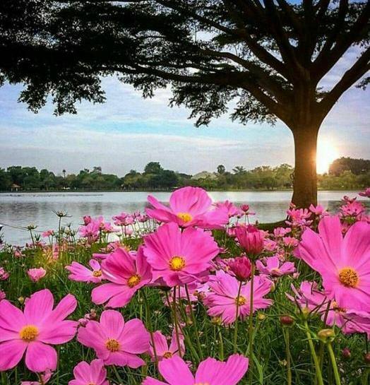 عکس طبیعت صبحگاهی