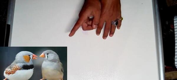 عکس داخل لانه مرغ عشق