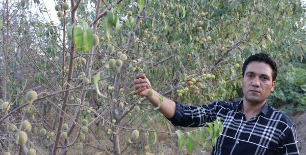 عکس سجاد نصیری