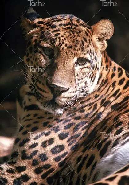 عکس یوز پلنگ با نوشته