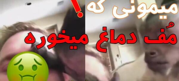 عکس میمون دماغ گنده