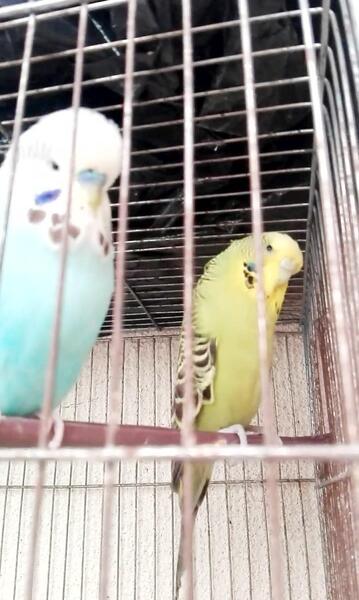 عکس مرغ عشق یک روزه