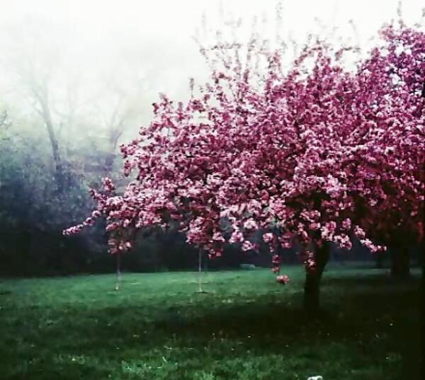 عکس شکوفه سیب