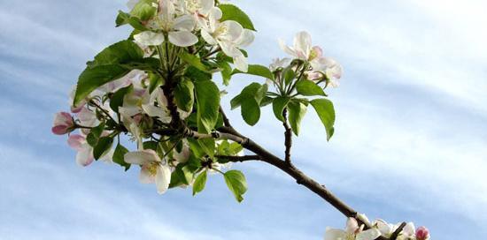 عکس شکوفه سیب