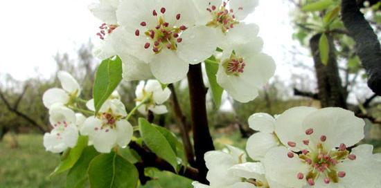 عکس شکوفه سیب