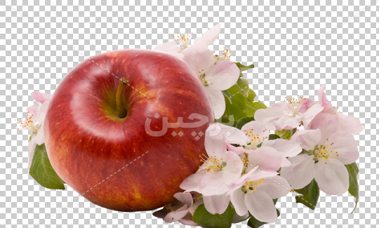 عکس شکوفه سیب