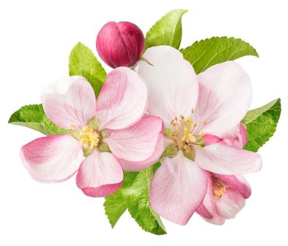 عکس شکوفه سیب