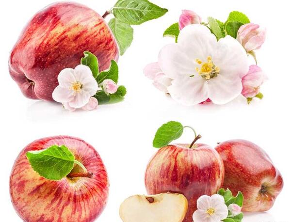 عکس شکوفه سیب