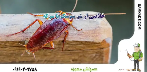 عکس بچه سوسک