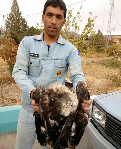 عکس عقاب مرده