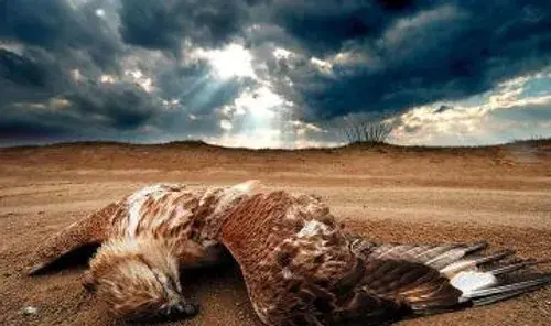 عکس عقاب مرده
