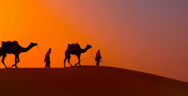 عکس شتر در کویر
