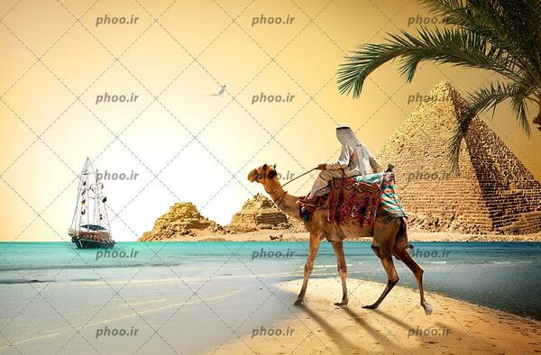 عکس شتر در کویر