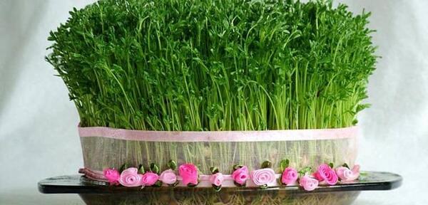عکس سبزه عید گاو