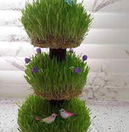 عکس سبزه عید گاو