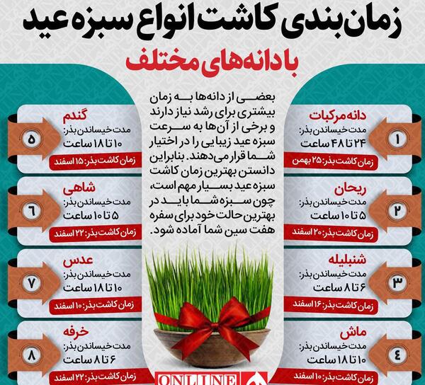 عکس سبزه عید گاو
