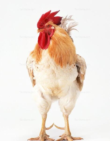 عکس عكس جوجه خروس