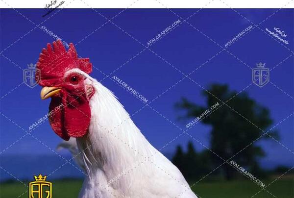 عکس عكس جوجه خروس