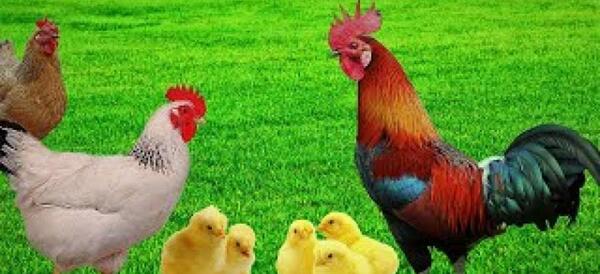 عکس عكس جوجه خروس