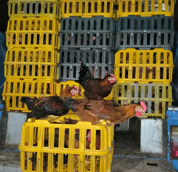 عکس عكس جوجه خروس